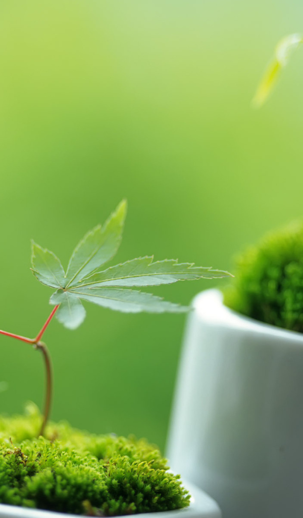 Ростки в горшочках