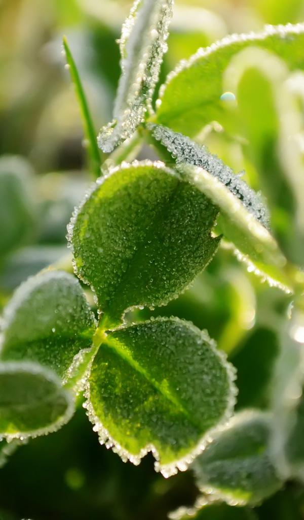 Трава под инеем