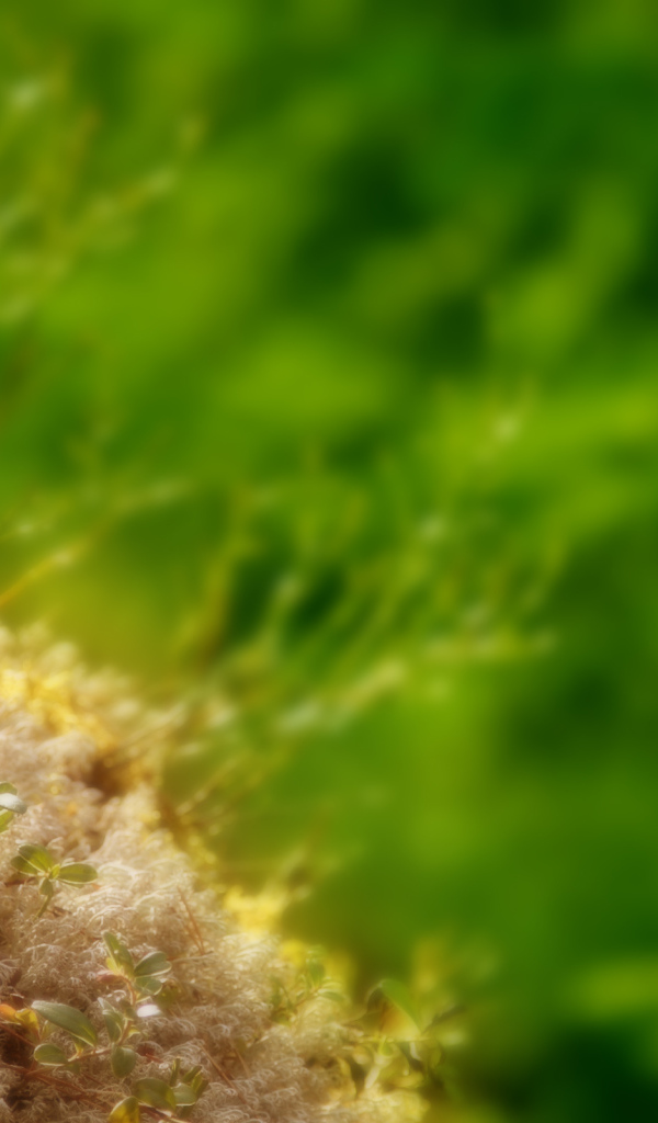 Маленькие ростки