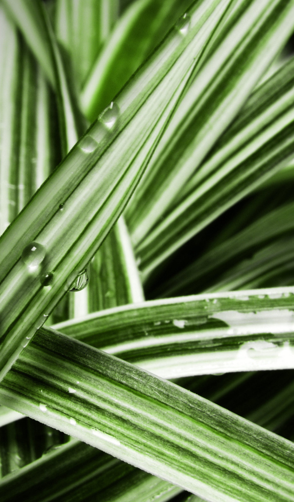 Мокрые листья