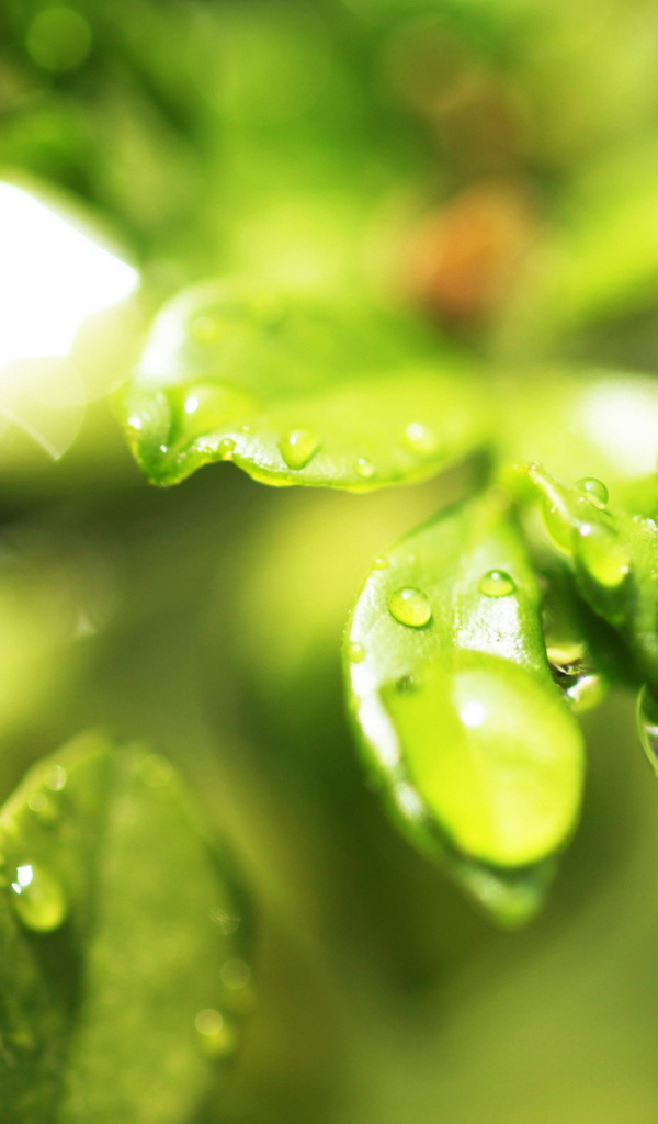 Мокрые листочки