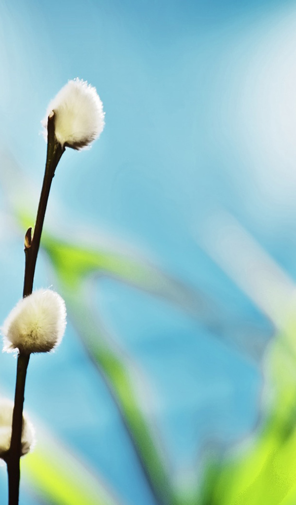 Ветка вербы