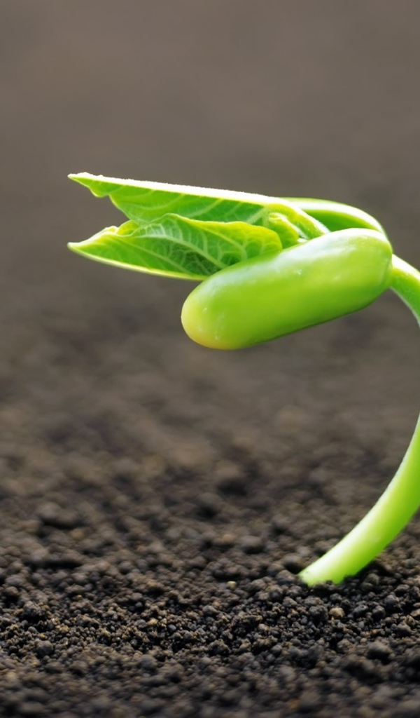 Молодой росток