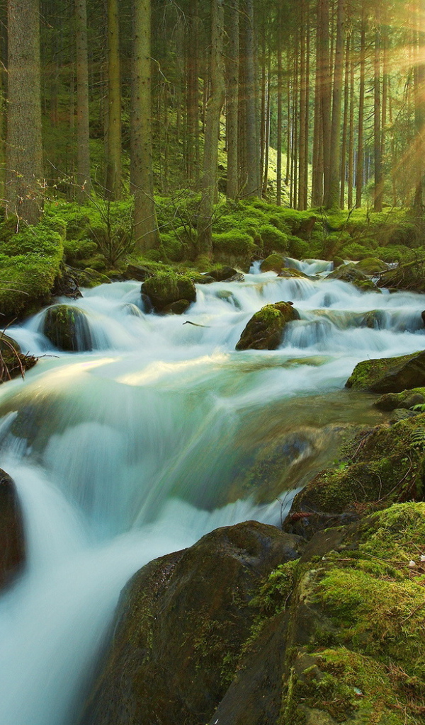 Ручей в чаще