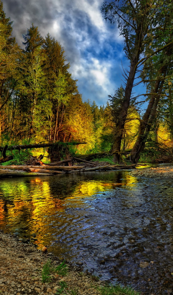 Лесная речка