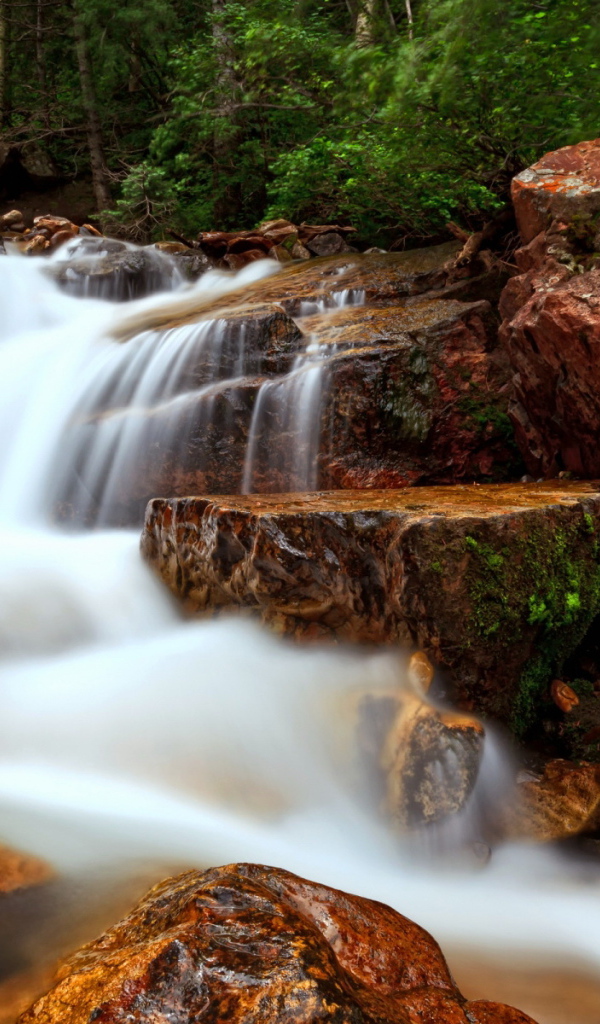 Лесной ручей