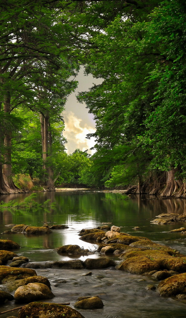 Речка и лес