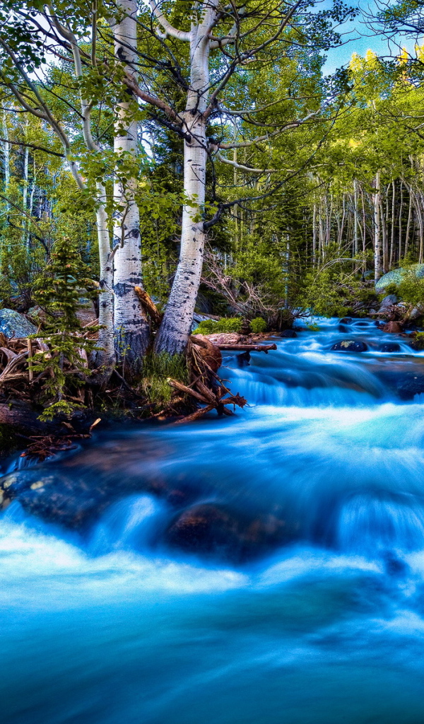 Речка в березах