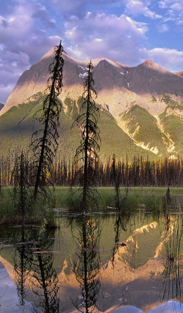 Болото в лесу