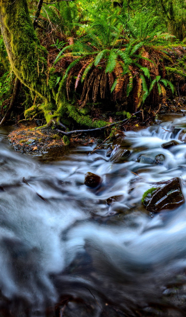 Река, текущая в лесу