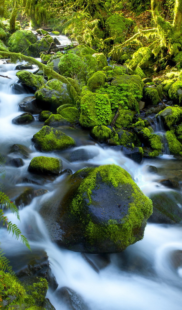 Река в джунглях