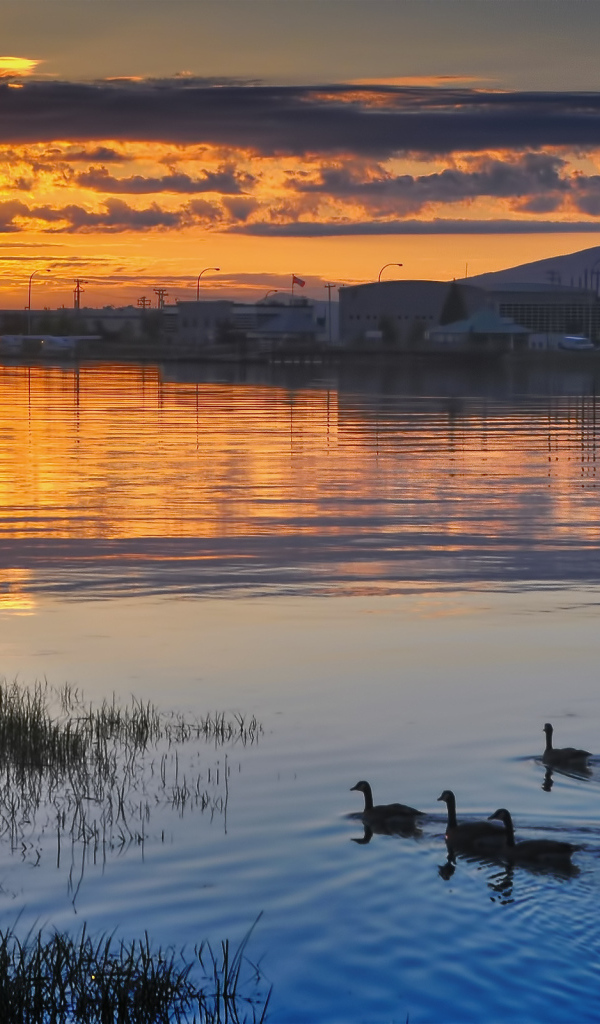 Утки на закате