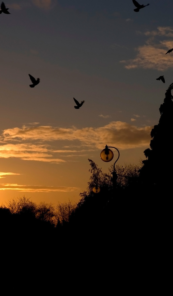 Голуби на закате