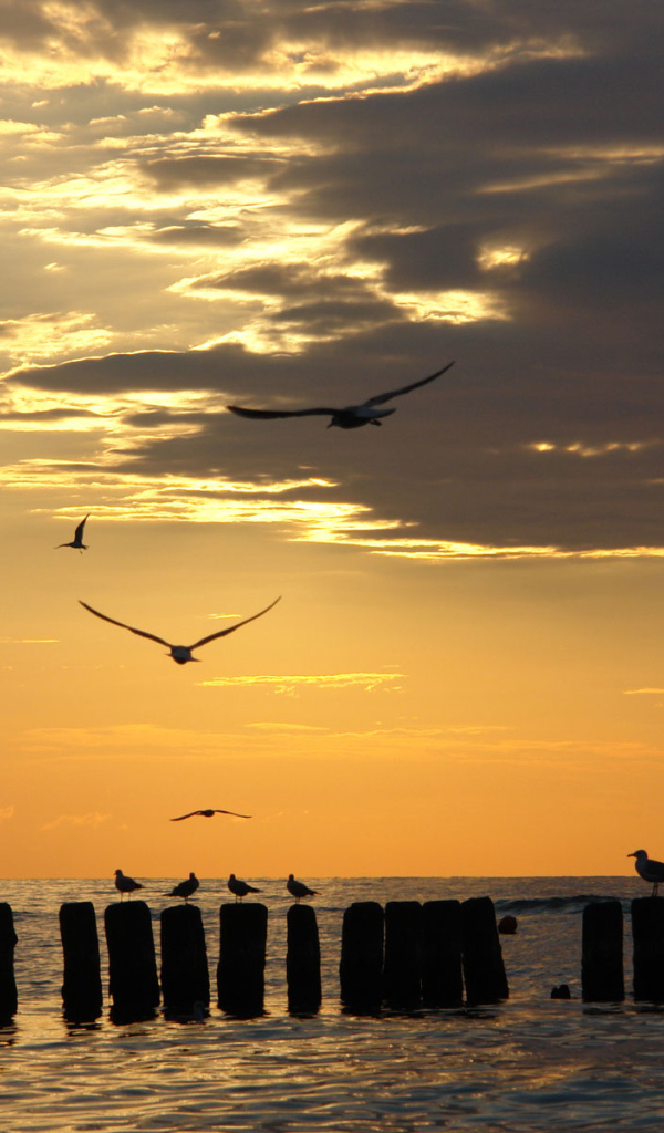 Чайки на закате