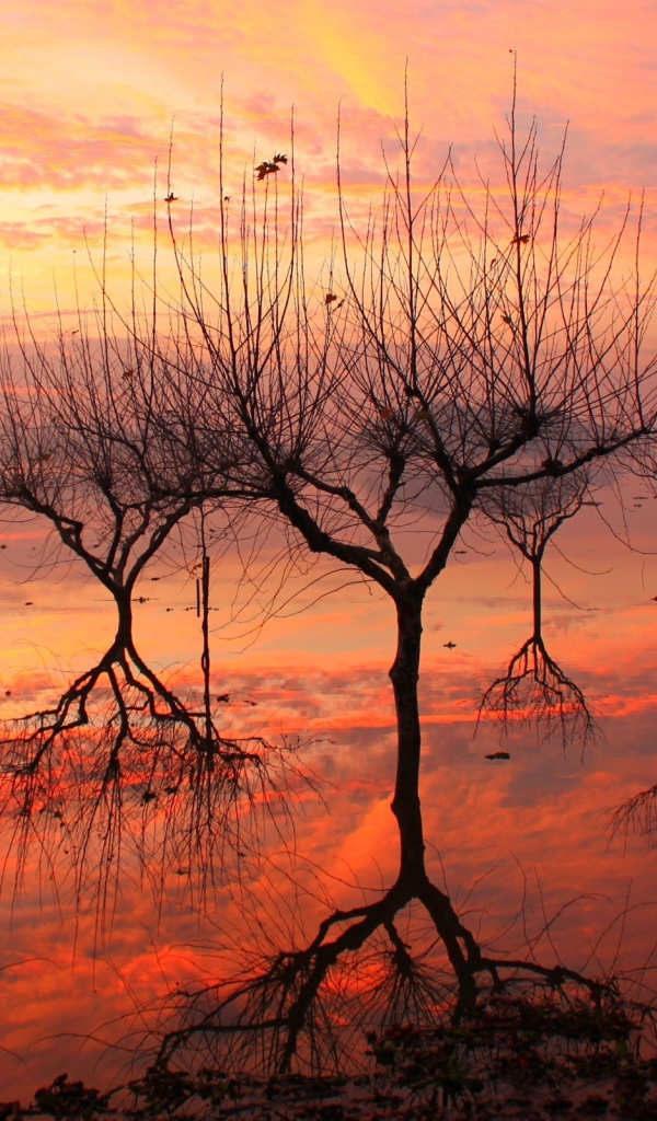 Отражение деревьев на закате