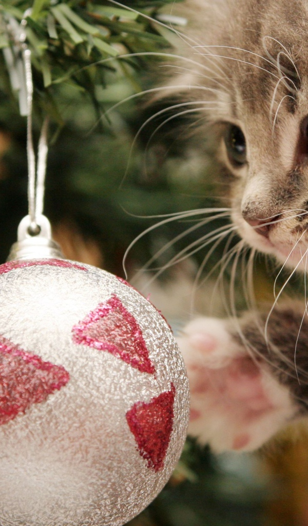 Елочный шар и котенок