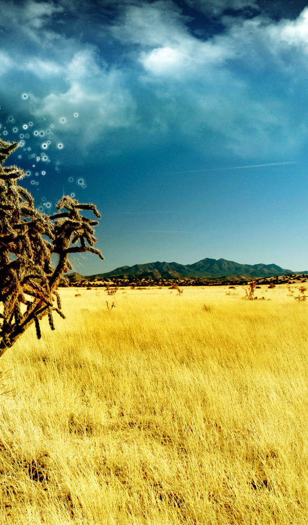 Волшебное дерево