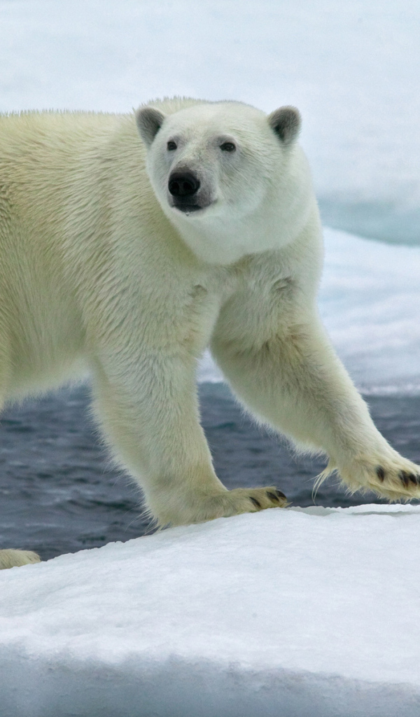 Северный медведь на льду