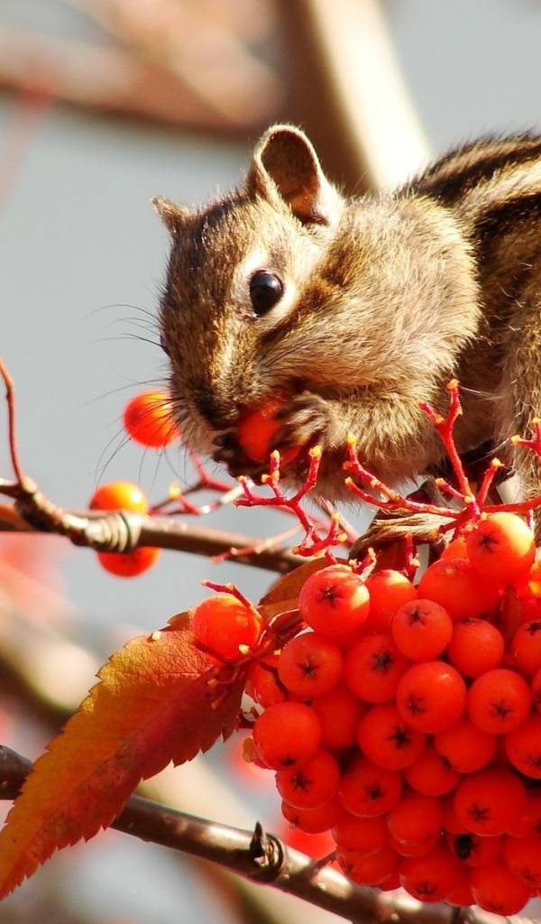Бурундук на рябине