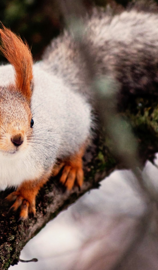 Ловкая белка