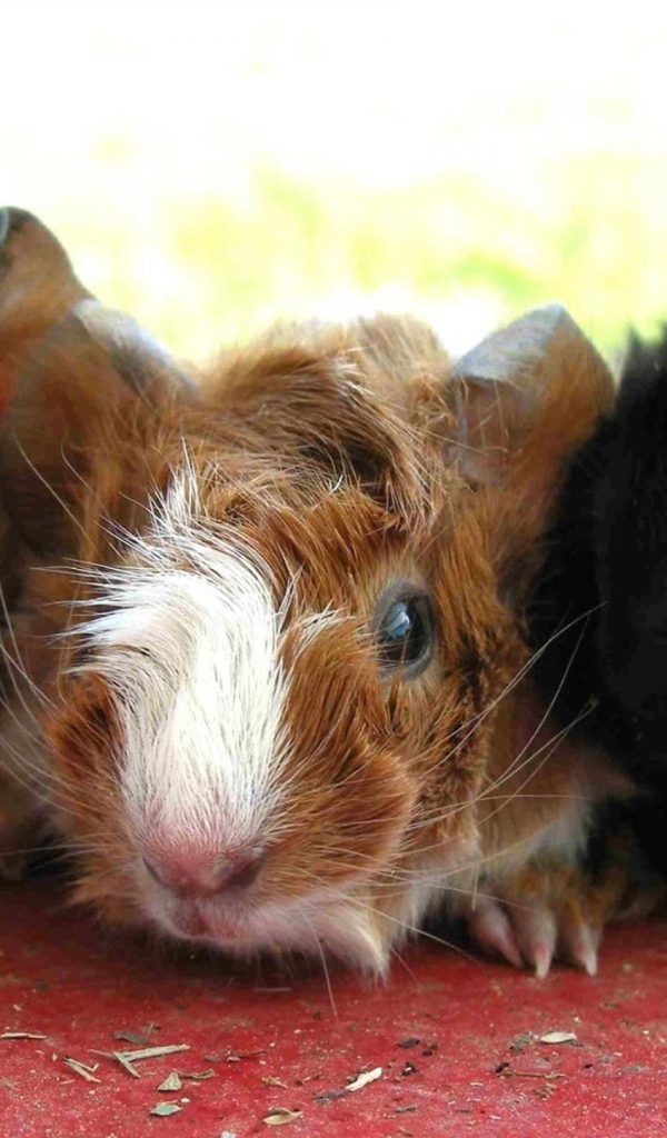 Морские свинки