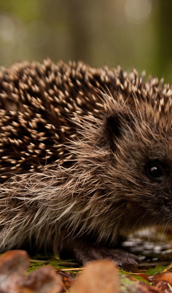 Ежик в лесу