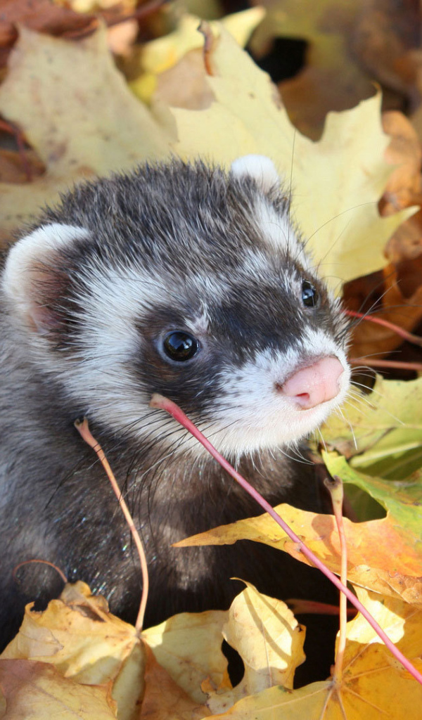 Хорек в листьях