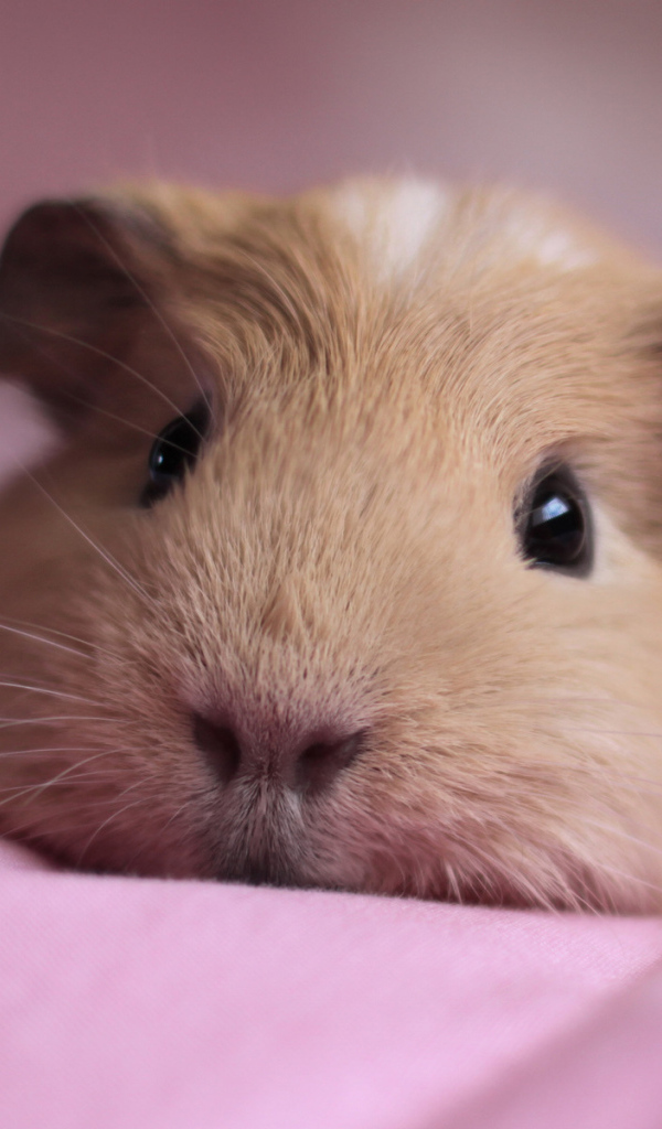 Спящая морская свинка