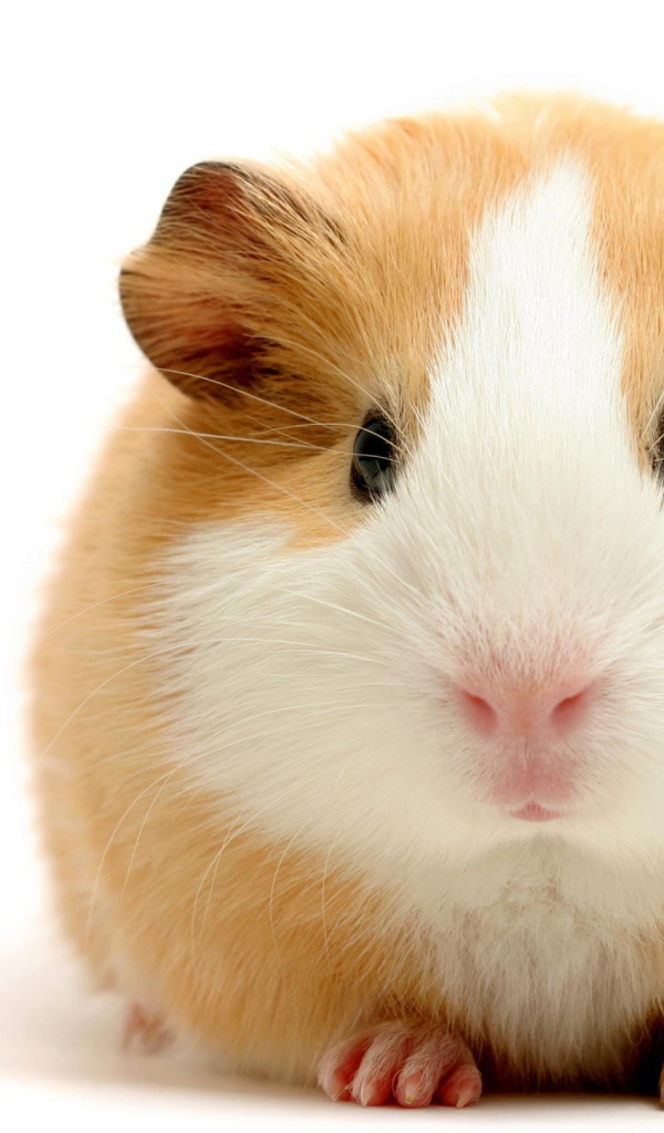 Толстая морская свинка