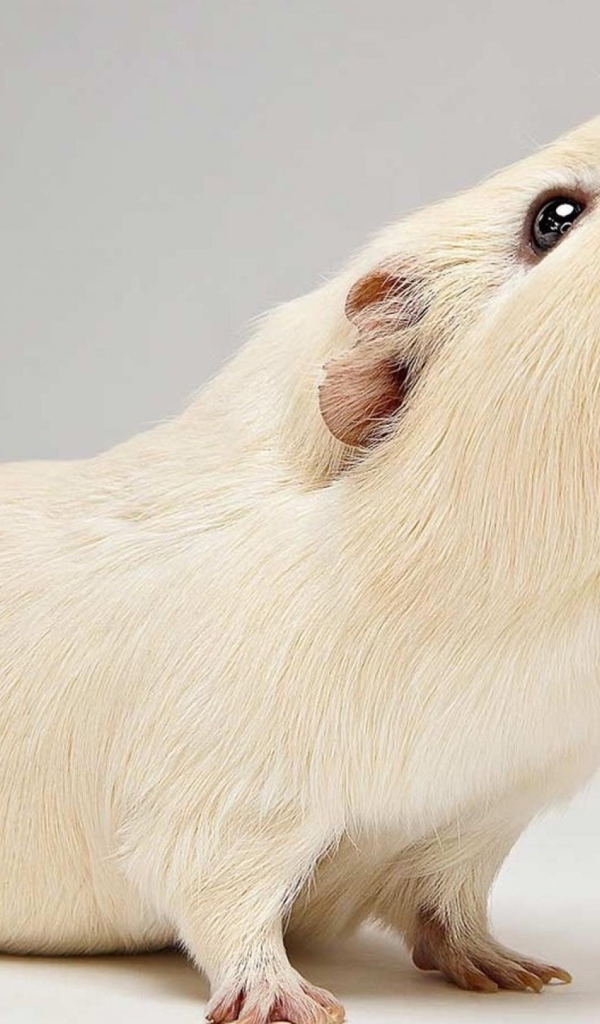 Белая морская свинка