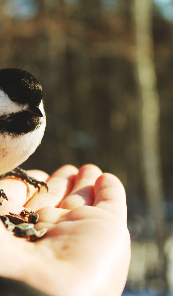 Птичка на ладони