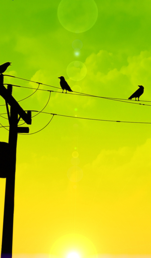 Птицы на проводах