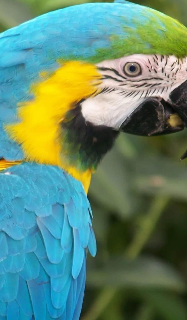 Голубой папугай