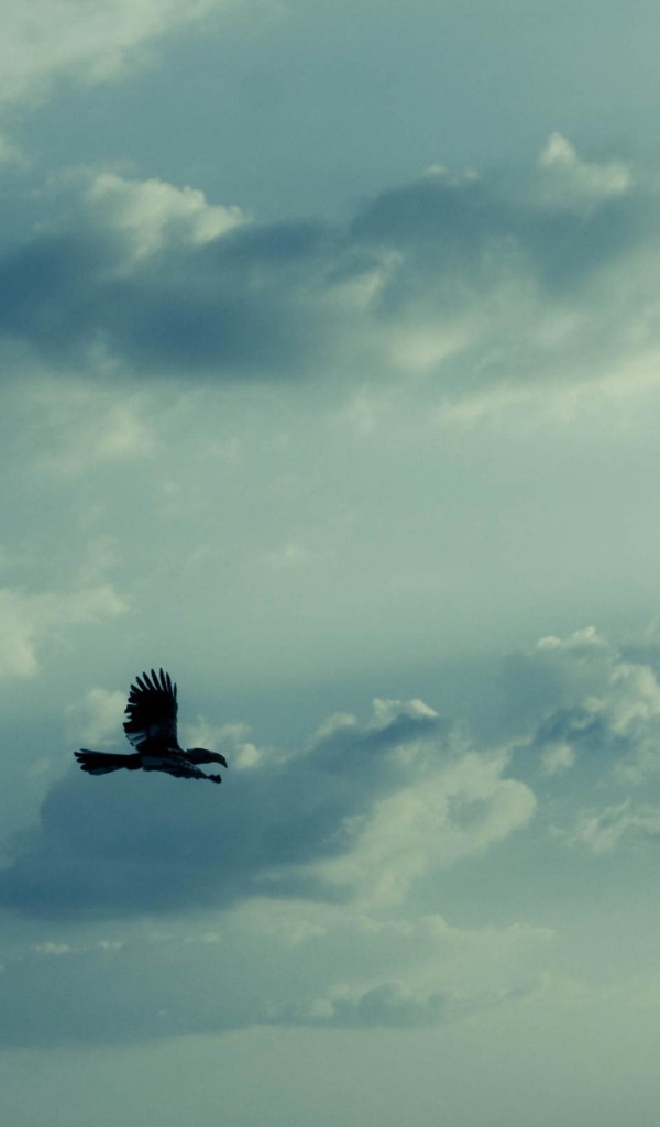 Орел в небе