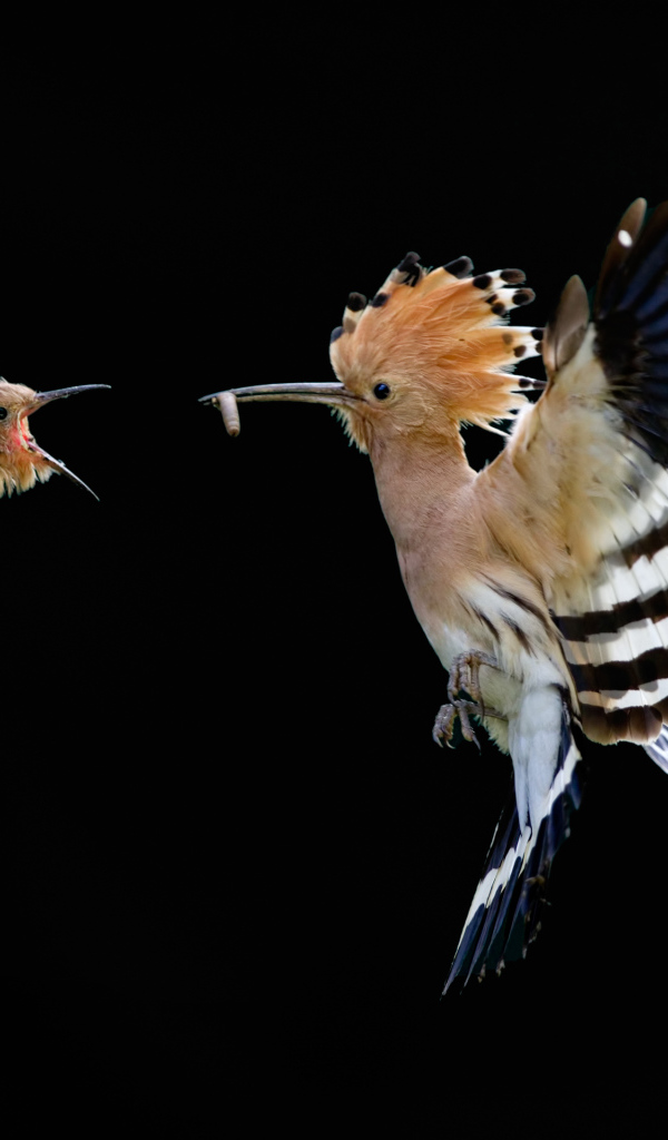 Удод и птинец
