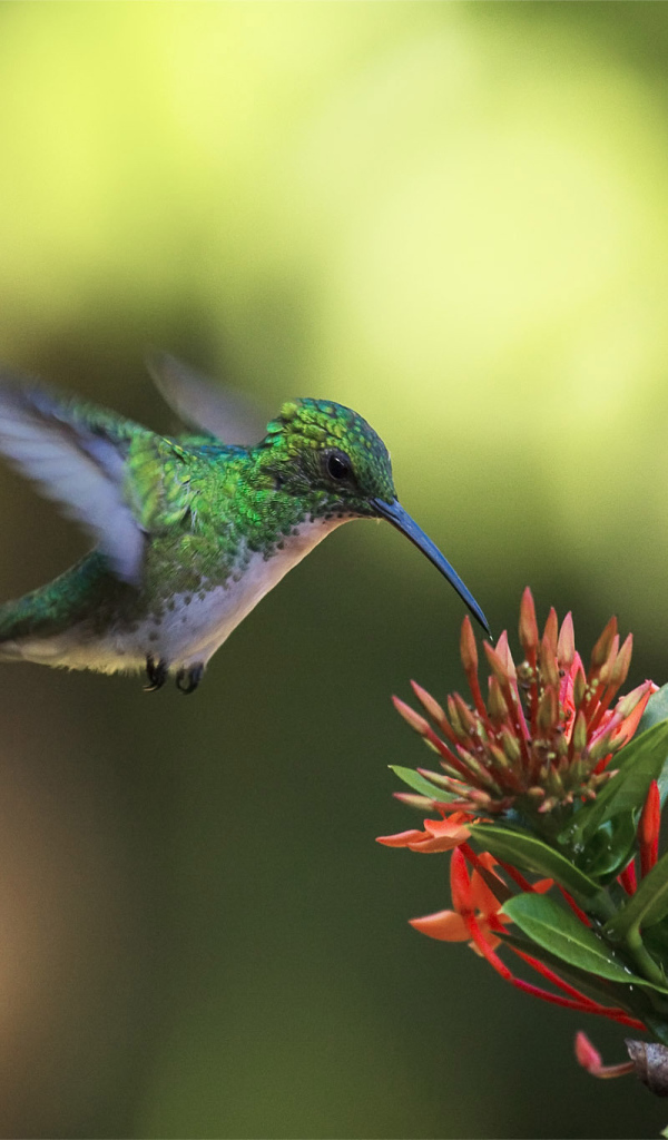 Колибри у цветка