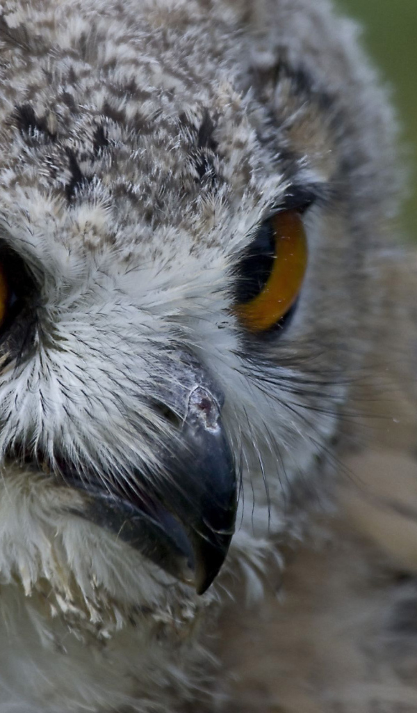 Взгляд совы