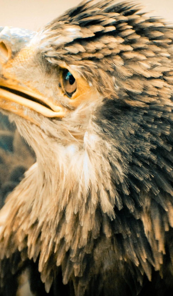 Старый орлан