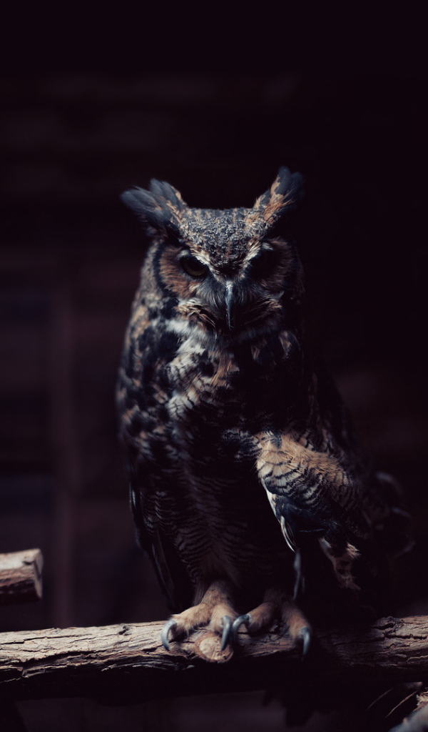 Сова в полумраке