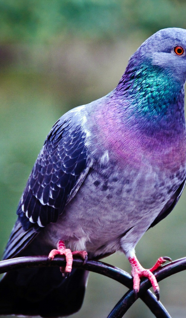 Голубь на заборе