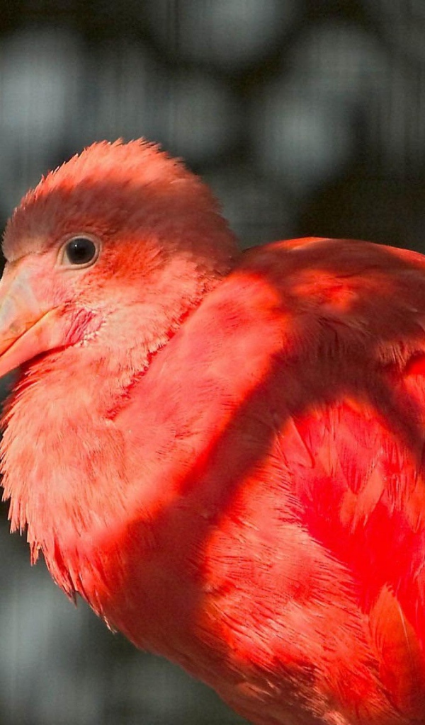 Красное фламинго