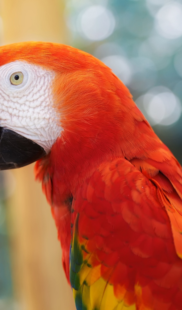 Красный попугай