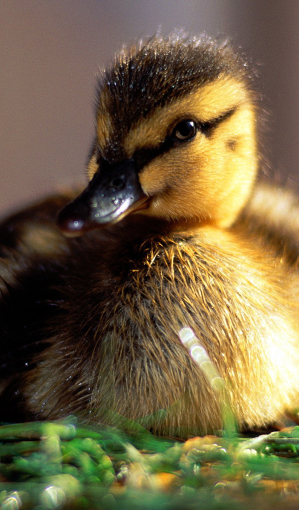 Маленький утенок