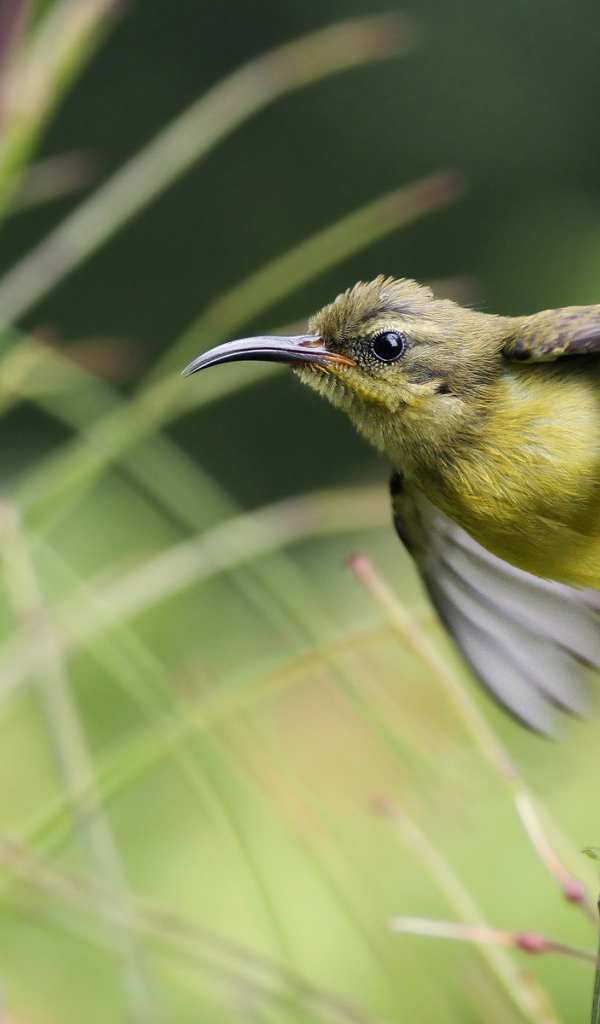 Нектарница