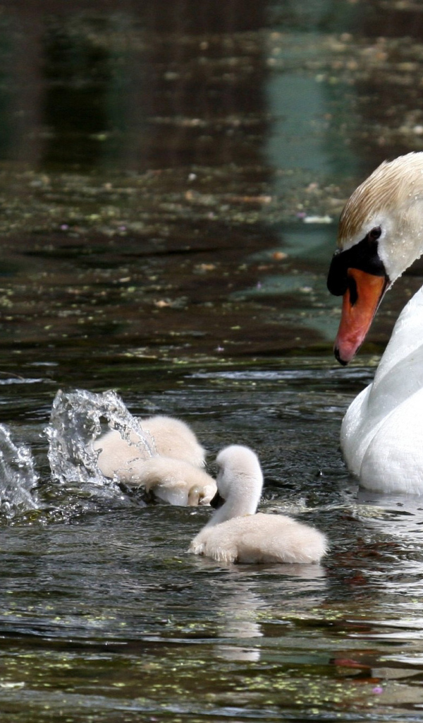 Лебедь с семейством