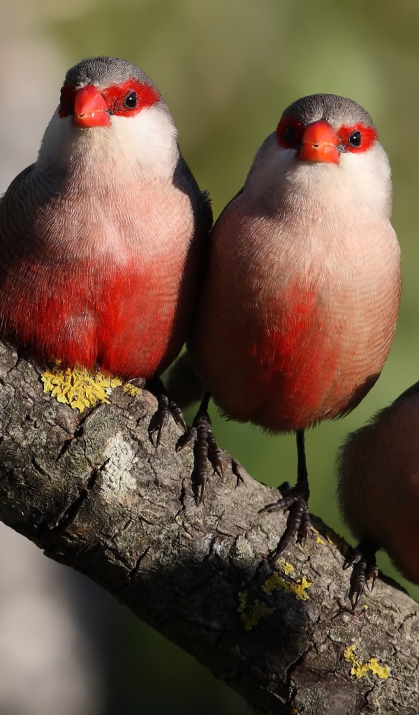 Три красных птицы