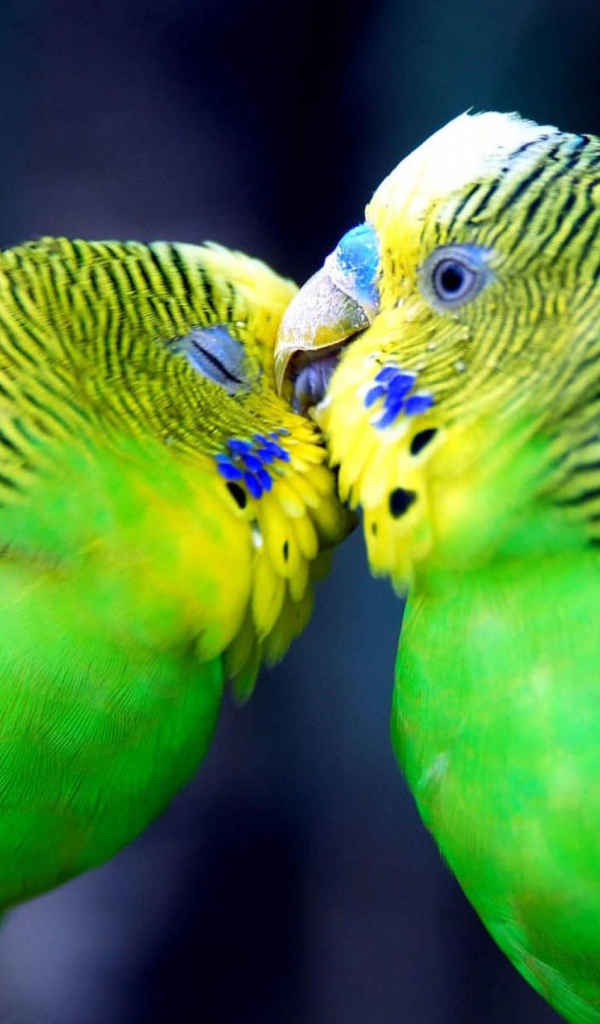 Два попугая