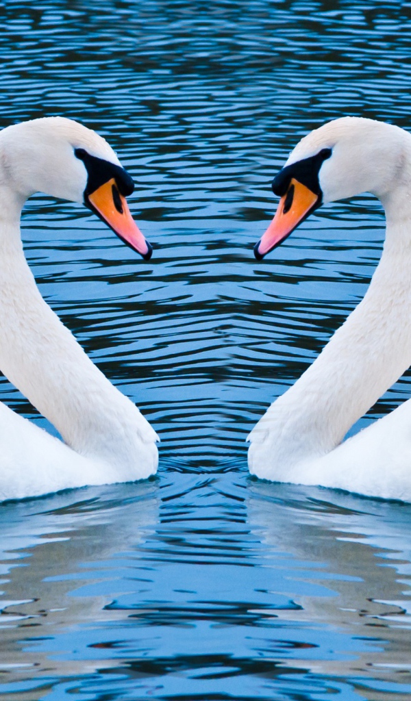 Два лебедя