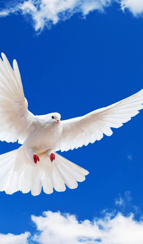 Белый голубь в небе