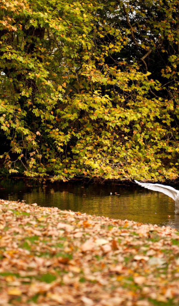Белый лебедь осенью